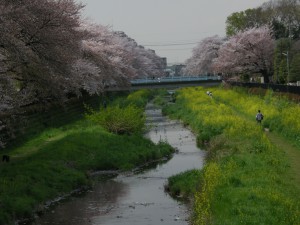 春-野川